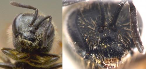 Lasioglossum laticeps